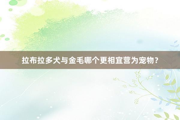 拉布拉多犬与金毛哪个更相宜营为宠物？